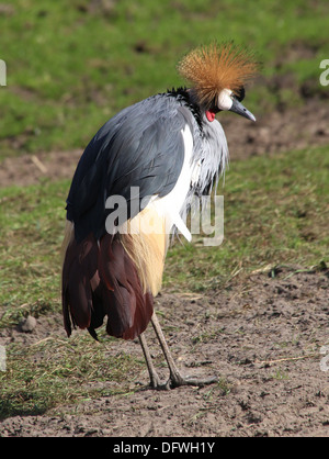 Grey gekrönter Kran (Balearica Regulorum) Stockfoto