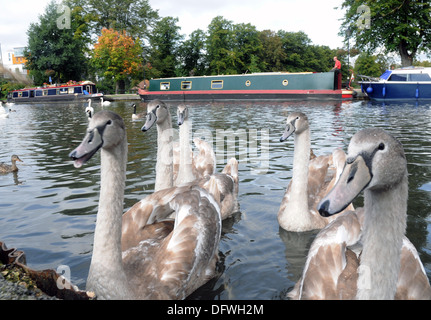 HÖCKERSCHWÄNE AUF DER KENNET UND AVON KANAL IN NEWBURY, BERKSHIRE Stockfoto