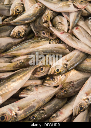 Portugal Algarve Loule Markt frischen Fisch Zähler Fischhändler Stall aus der Nähe Stockfoto