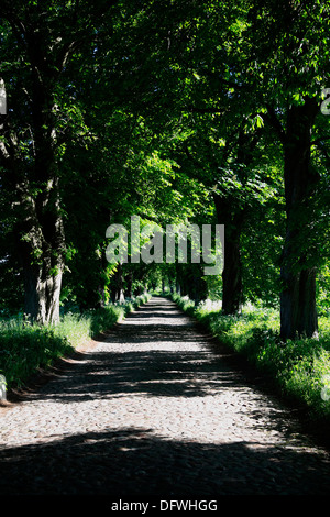 Allee mit Kopfsteinpflaster in der Nähe von Binz, Insel Rügen, Ostsee, Mecklenburg-Western Pomerania, Deutschland Stockfoto