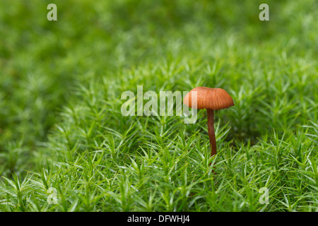 Miniatur orange Motorhaube Frucht Körper Pilz Korallen Frühjahr Mycena mit dem Feld des Mooses kontrastiert Stockfoto