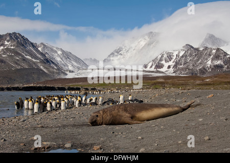 Südlichen See-Elefanten (Mirounga Leonina) vor ein König Pinguin Kolonie, St. Andrews Bay, South Georgia Island Stockfoto