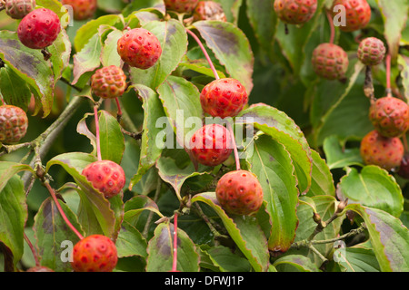 äußerst ungewöhnlich Ausländer fast sieht rot rosa Frucht Früchte Kousa Hartriegel Baum Art Himbeere Stockfoto