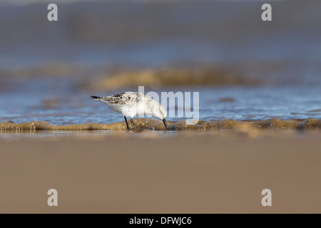 Erwachsenen Sanderling (Calidris Alba) - UK Stockfoto