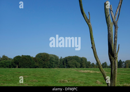 Gefahr-Baum, WW1 Wahrzeichen am ersten Weltkrieg ein Schlachtfeld, Canadian Beaumont-Hamel Neufundland Memorial, Somme, Frankreich Stockfoto