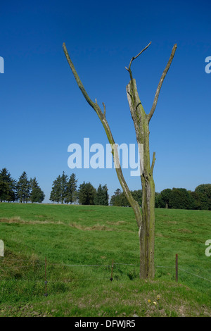 Gefahr-Baum, WWI Wahrzeichen am ersten Weltkrieg ein Schlachtfeld, Canadian Beaumont-Hamel Neufundland Memorial, Somme, Frankreich Stockfoto