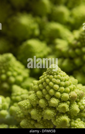 Besondere und unverwechselbare Form der Rosette, Romanesco Brokkoli Blumenkohl zeigt natürliche fraktale Form wiederholen Stockfoto