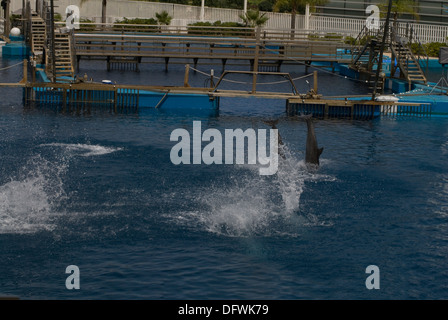 Tümmler an der L'Oceanografic in der Stadt der Künste und Wissenschaften in Valencia, Spanien Stockfoto