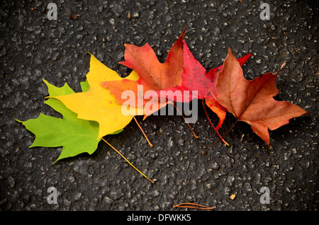 Schöne Farbe Änderungen des Ahorns lässt während der Herbst oder Herbst Jahreszeit wenn die Natur am schönsten ist. Stockfoto