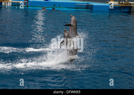 Tümmler an der L'Oceanografic in der Stadt der Künste und Wissenschaften in Valencia, Spanien Stockfoto