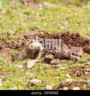 Äthiopische afrikanischen Maulwurf Ratte (Tachyoryctes Macrocephalus, Bale-Mountains-Nationalpark, Äthiopien Stockfoto