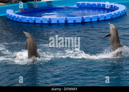 Tümmler an der L'Oceanografic in der Stadt der Künste und Wissenschaften in Valencia, Spanien Stockfoto