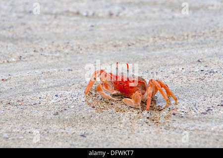 Ghost Krabben (Ocypode Gaudichaudii), San Cristobal Insel, Galapagos, Ecuador Stockfoto