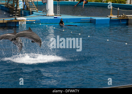 Tümmler an der L'Oceanografic in der Stadt der Künste und Wissenschaften in Valencia, Spanien Stockfoto