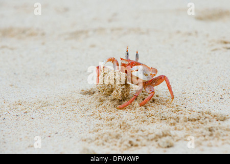 Ghost Krabben (Ocypode Gaudichaudii), San Cristobal Insel, Galapagos, Ecuador Stockfoto