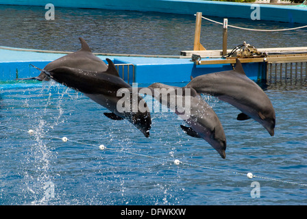 Tümmler an der L'Oceanografic in der Stadt der Künste und Wissenschaften in Valencia, Spanien Stockfoto