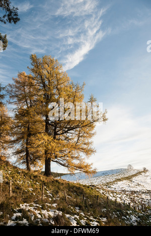 Winter-Lärche (Larix Decidua) in Strathdon in Aberdeenshire, Schottland Stockfoto