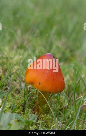 Hygrocybe Conica, Hexe Hut, konische Wachs Kappe oder konische schleimige GAP Pilz Stockfoto