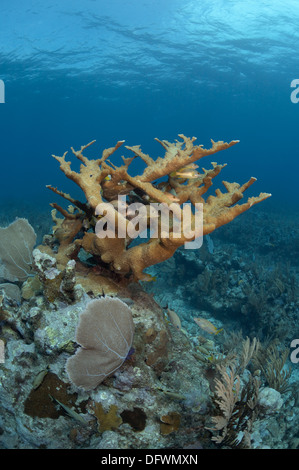 Fisch ist in Filialen von seltenen und vom Aussterben bedrohte Elkhorn Korallen (Acropora Palmata) am Mesoamerican Barrier Reef versteckt. Stockfoto