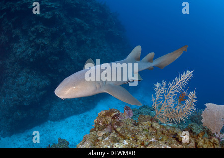 Wilde Ammenhai (Ginglymostoma Cirratum) schwimmt im Laufe des Tages an mesoamerikanischen Barriereriff. Stockfoto