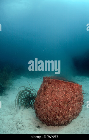 Karibische Fass-Schwamm ist am Mesoamerican Barrier Reef laichen. Stockfoto