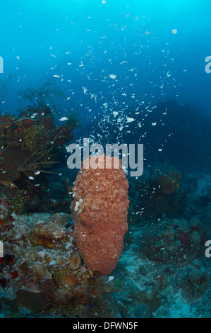 Karibische Fass-Schwamm ist am Mesoamerican Barrier Reef laichen. Stockfoto
