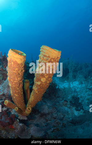 Gelbe Rohr Schwamm (Aplysina Fistularis) zeigt seine helle Farbe noch in der Tiefe der mesoamerikanischen Barriereriff in der Karibik. Stockfoto