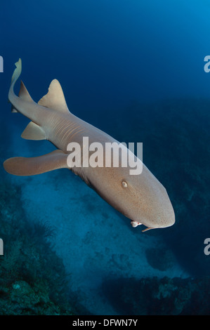 Wilde Ammenhai (Ginglymostoma Cirratum) schwimmt im Laufe des Tages an mesoamerikanischen Barriereriff. Stockfoto