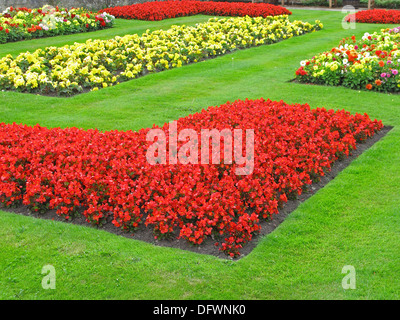 Sommer Bettwäsche-Anzeige des roten Begonien (Begonia Semperflorens) in einem Blumenbeet, UK Stockfoto