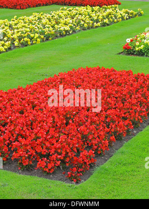 Sommer Bettwäsche-Anzeige des roten Begonien (Begonia Semperflorens) in einem Blumenbeet, UK Stockfoto