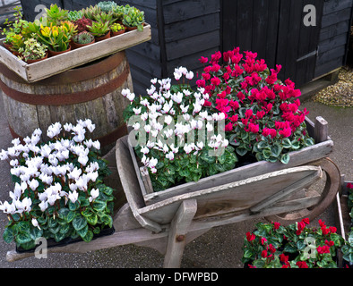 Cyclamen-Waldblumen in Töpfen in farbenfrohen rustikalen Gartenanlagen Stockfoto