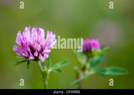 Trifolium Pratense. Rotklee in eine Wildblumenwiese. Stockfoto