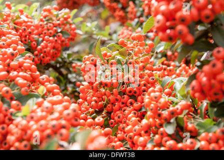 Kleine orange Beeren auf einem Baum Stockfoto, Bild 84882889 Alamy