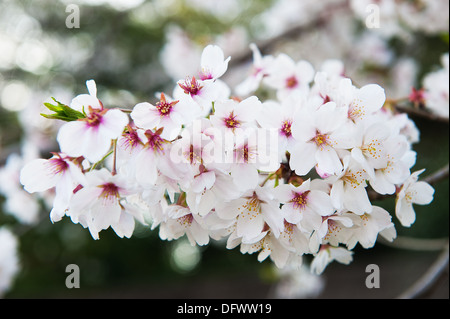Kirschblüte in Japan Stockfoto