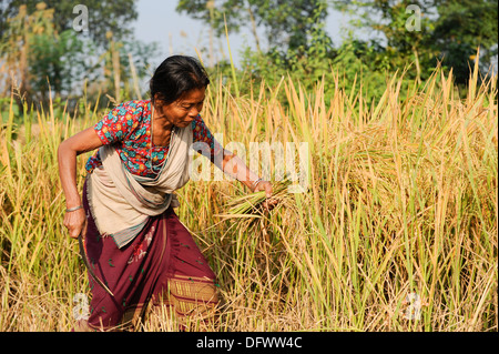 BANGLADESCH Madhupur, Garo-Frauen ernten Reis manuell mit Sichel, Garo ist eine ethnische und christliche Minderheit, sie leben in einer matrilinischen Gesellschaft Stockfoto