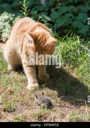 Katz und Maus im Garten. Katze Maus fangen Stockfoto