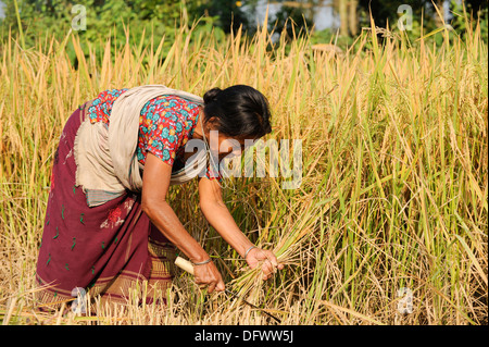 BANGLADESCH Madhupur, Garo-Frauen ernten Reis manuell mit Sichel, Garo ist eine ethnische und christliche Minderheit, sie leben in einer matrilinischen Gesellschaft Stockfoto