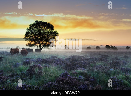 Wunderschönen Sonnenaufgang über ein Feld der Spätsommer Heather, der Boden Nebel hängt schwer in der Peak District Nationalpark Derbyshire Stockfoto