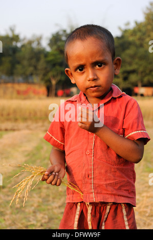 BANGLADESCH Madhupur, Garo erntet Reis, Garo ist eine ethnische und christliche Minderheit, Garo Boy hat Reispanik Stockfoto