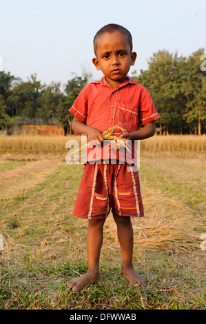 Bangladesch Madhupur Garo ernten Reis, Garo ist eine ethnische und christliche Minderheit Stockfoto
