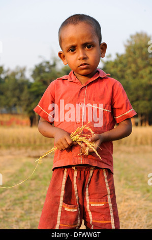 BANGLADESCH Madhupur, Garo erntet Reis, Garo ist eine ethnische und christliche Minderheit, Garo Boy hat Reispanik Stockfoto