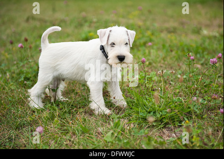 8 Wochen alte Zwergschnauzer Welpen Stockfoto