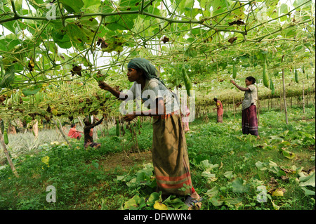 BANGLADESCH Madhupur, Garo-Frauen ernten Gemüse im Gemeindegarten, Garo ist eine ethnische und christliche Minderheit Stockfoto