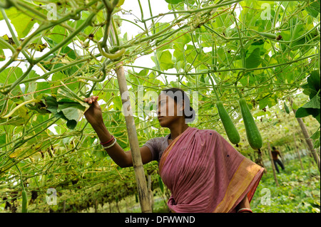 BANGLADESCH Madhupur, Garo-Frauen ernten Gemüse im Gemeindegarten, Garo ist eine ethnische und christliche Minderheit Stockfoto