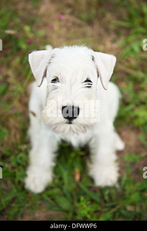 8 Wochen alte Zwergschnauzer Welpen Stockfoto