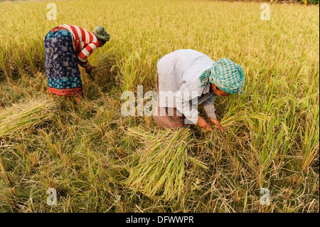 BANGLADESCH Madhupur, Garo-Frauen ernten Reis manuell mit Sichel, Garo ist eine ethnische und christliche Minderheit, sie leben in einer matrilinischen Gesellschaft Stockfoto