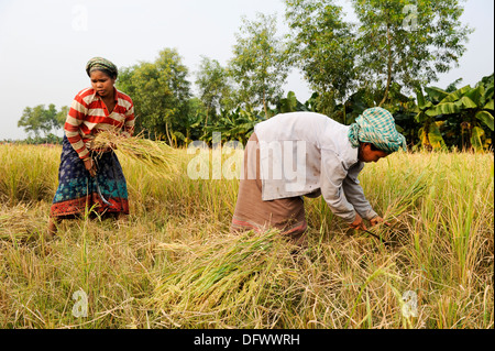 BANGLADESCH Madhupur, Garo-Frauen ernten Reis manuell mit Sichel, Garo ist eine ethnische und christliche Minderheit, sie leben in einer matrilinischen Gesellschaft Stockfoto