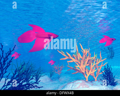 Mehrere rote Betta Fische schwimmen unter Wasser. Stockfoto