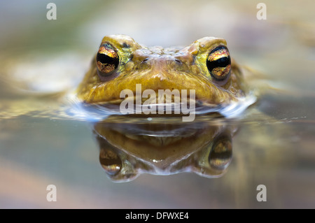 Makroaufnahme einer männlichen Kröte im Wasser Stockfoto