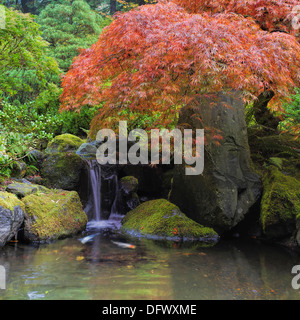 Roter japanischer Laceleaf Ahornbaum über Wasserfall Teich mit Koi-Karpfen Stockfoto